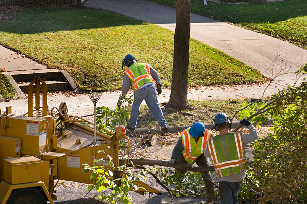  Morgantown, WV Tree Service Pros